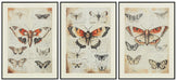 Jossletts Wall Art (Set of 3) - Casa Morelos / Coahuila Furniture (Oklahoma City, OK)